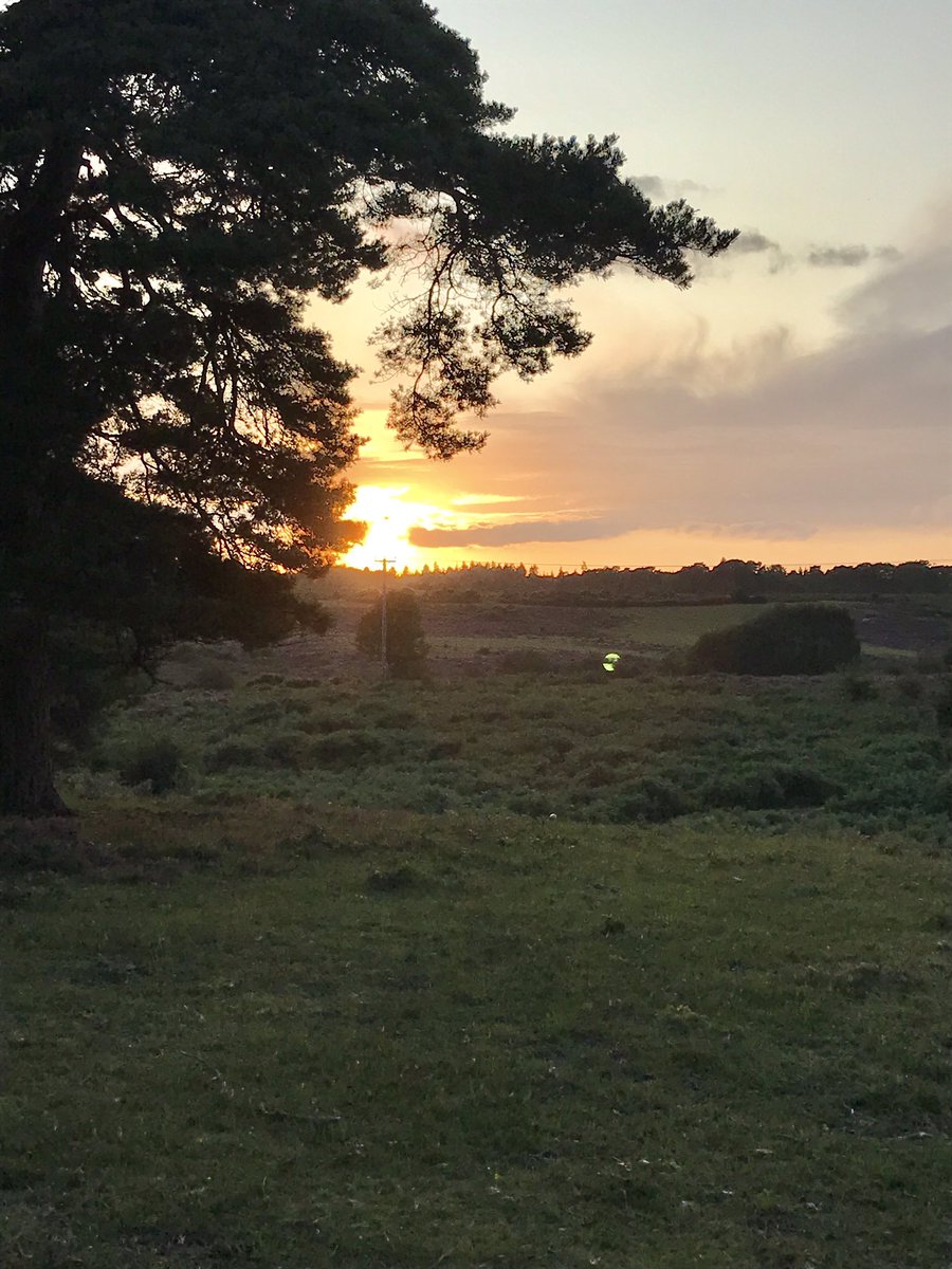 newforestranger's tweet photo. Beautiful dusk walk @Camping_CITF #setthorns #fallowbucks #newforestsunset #lovecamping @EngNewForest https://t.co/cqoJh2YgwE