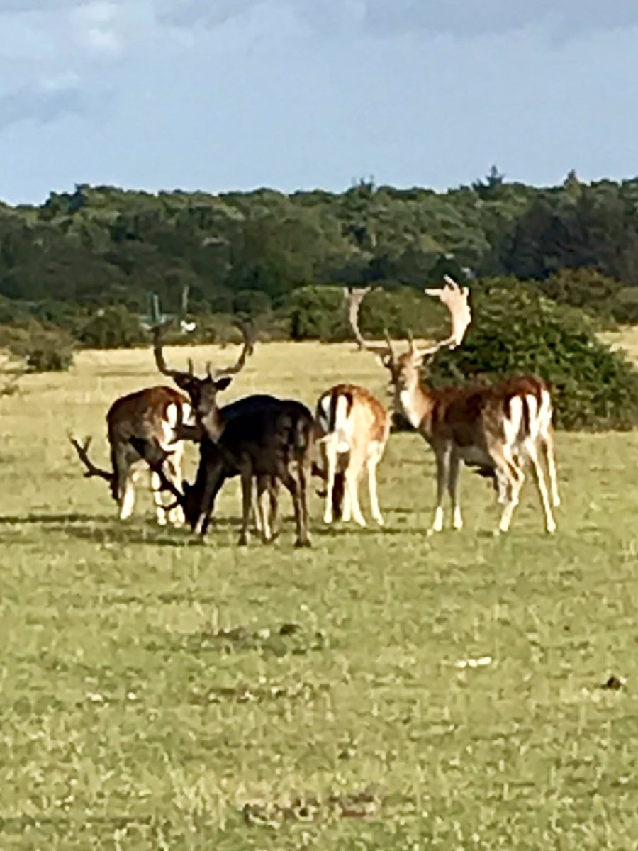 newforestranger's tweet photo. Beautiful dusk walk @Camping_CITF #setthorns #fallowbucks #newforestsunset #lovecamping @EngNewForest https://t.co/cqoJh2YgwE