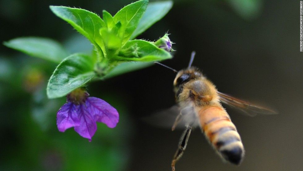 CapensisZA's tweet photo. Such easy ways for you to help bees: Plant a garden, let your weeds grow, buy local honey, set out water for bees, never ever use pesticides, bee grateful when you see a bee! 🐝  https://t.co/dXk99a62vz

@Planet_Bee #savethebees #happybees #plantforpollinators #beefriendly https://t.co/WGChZwTeE1