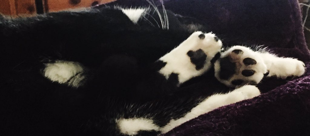 Nicola_Murdock_'s tweet photo. @myleftfang Ohhh #tootsietuesday I kove seeing these wee tootsies stretching and twitching away!
#happy #content #dreaming #happypaws #happyfeet #toebeans #catspaws #feline #moggy #lovecats https://t.co/a3G2E4rtaY
