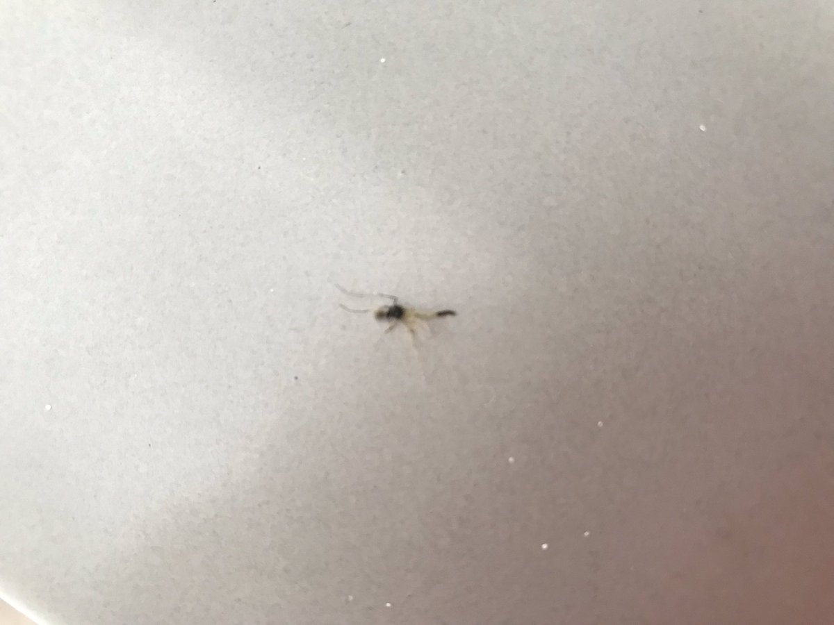 AngeliqueWerff's tweet photo. @dylannaarbuiten Heb jij enig idee of dit een tijgermug is ? https://t.co/G0nYcVUq5a