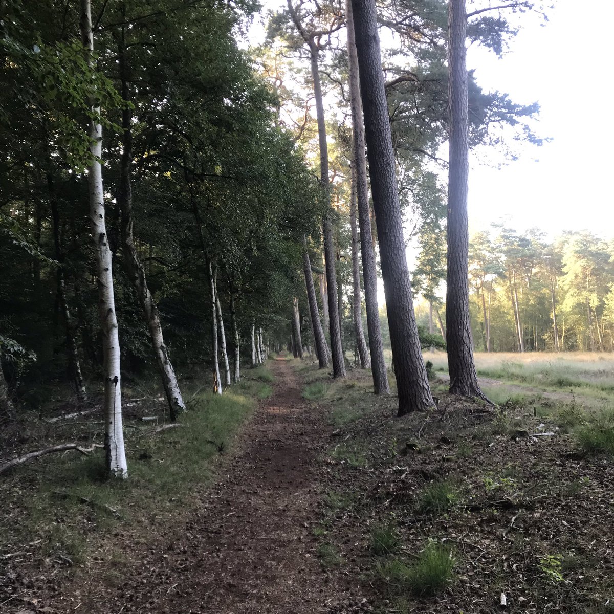 PennyHaw's tweet photo. Encountered HILLS on my #flatrun in the #Netherlands this morning. And horses, trees, rootlings of wild boar and even a wild rooster (cattle grid). https://t.co/YCJVEqdmgq