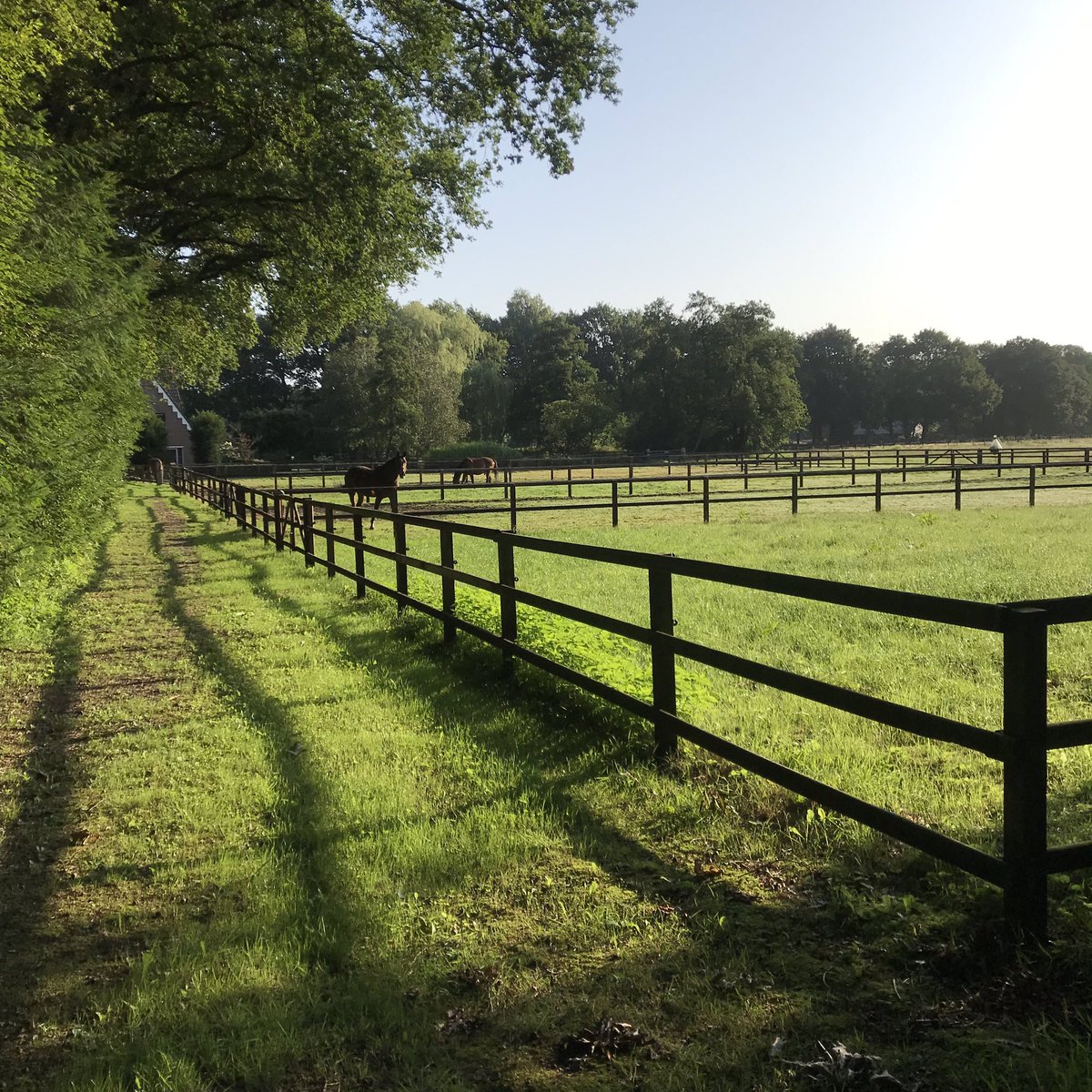 PennyHaw's tweet photo. Encountered HILLS on my #flatrun in the #Netherlands this morning. And horses, trees, rootlings of wild boar and even a wild rooster (cattle grid). https://t.co/YCJVEqdmgq