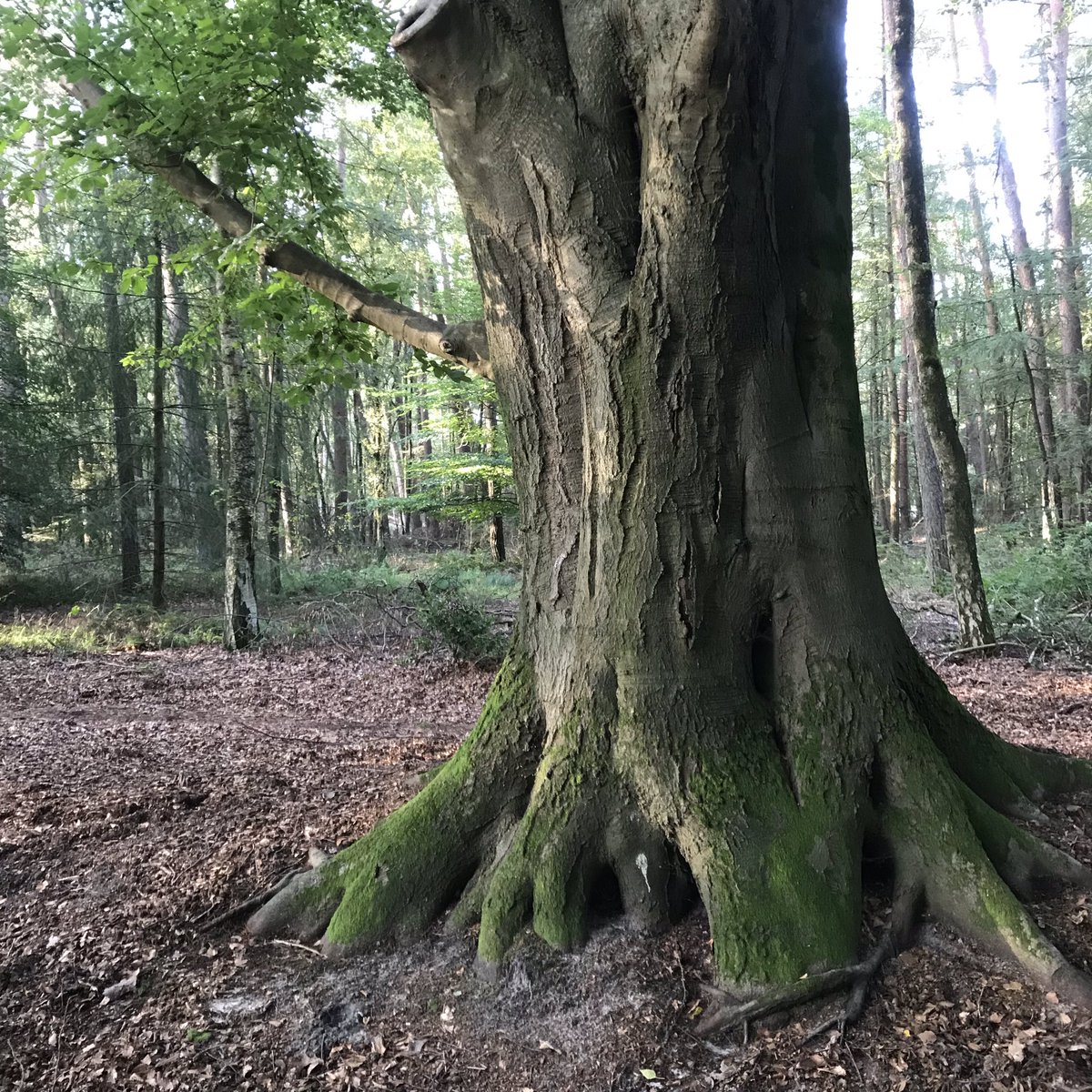 PennyHaw's tweet photo. Encountered HILLS on my #flatrun in the #Netherlands this morning. And horses, trees, rootlings of wild boar and even a wild rooster (cattle grid). https://t.co/YCJVEqdmgq