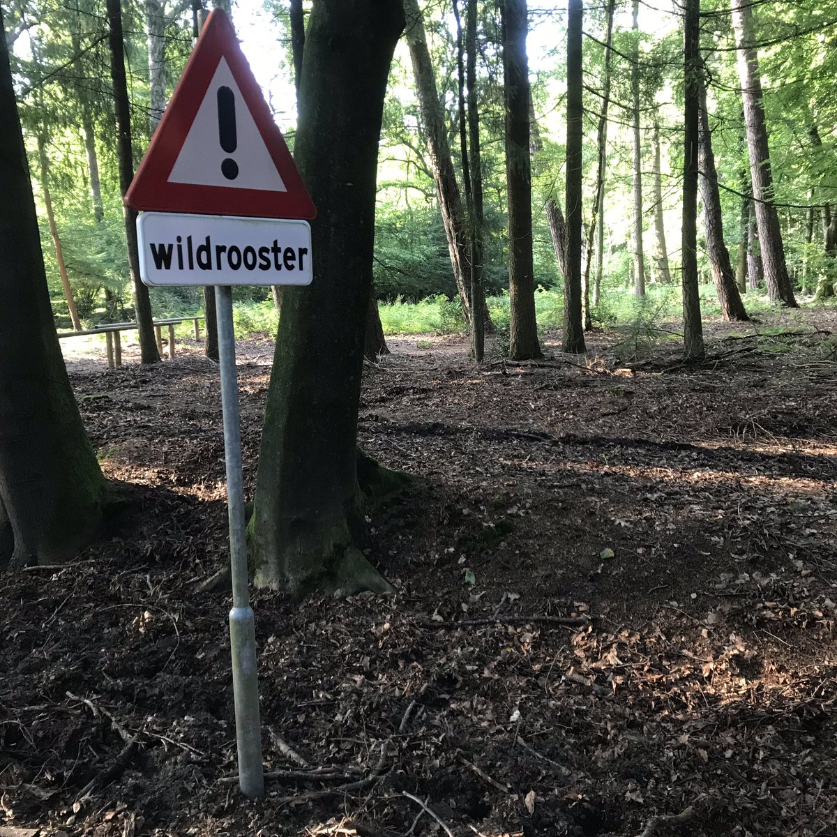 PennyHaw's tweet photo. Encountered HILLS on my #flatrun in the #Netherlands this morning. And horses, trees, rootlings of wild boar and even a wild rooster (cattle grid). https://t.co/YCJVEqdmgq