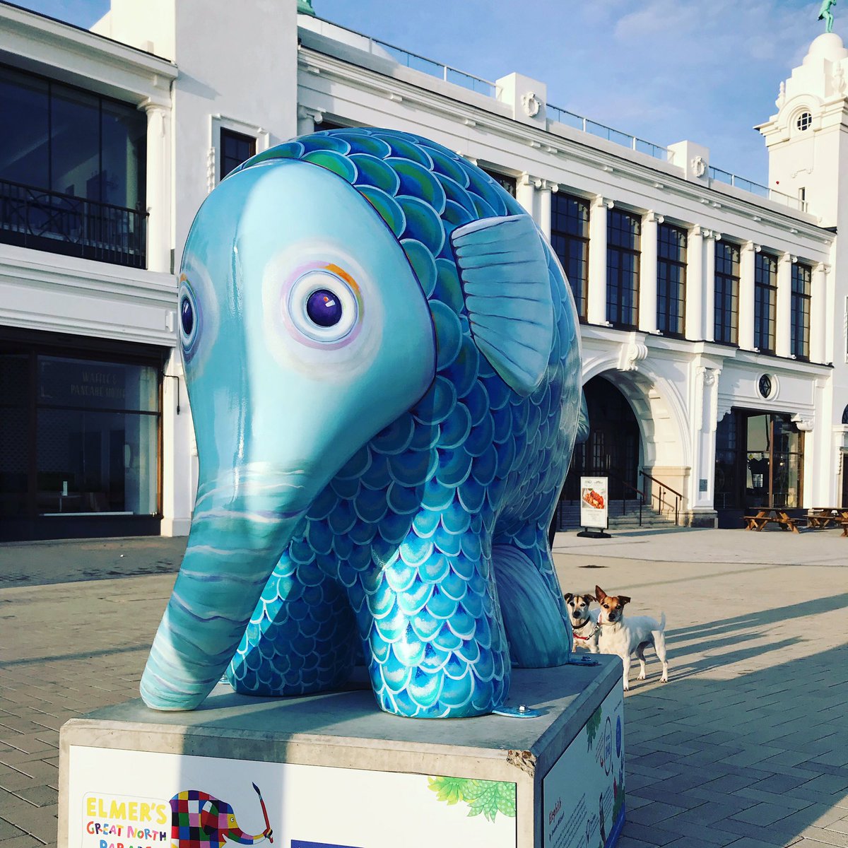 cookingkt's tweet photo. Look who we found on our early morning dog walk #GreatNorthElmer #protecttheherd @stoswaldsuk @greatnorthelmer #whitleybay #spanishcity @MySpanishCity https://t.co/qSKZN5NZzK