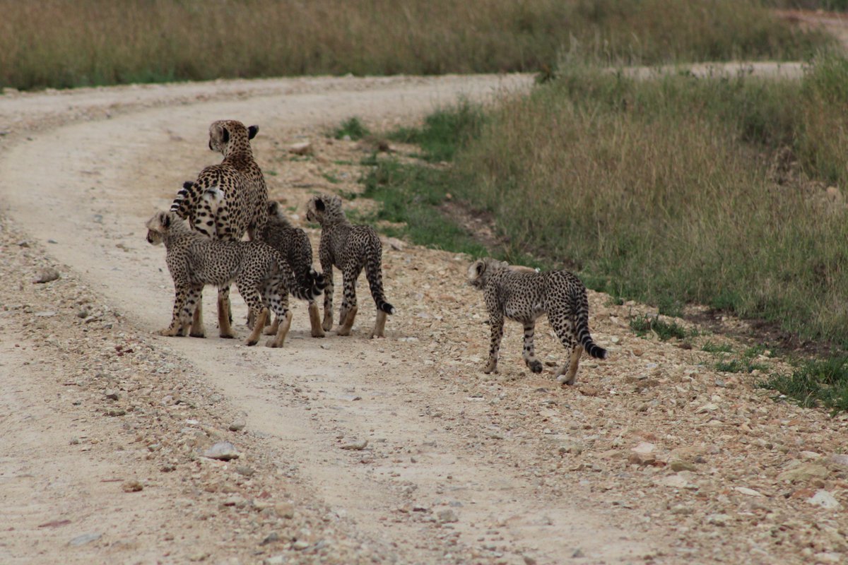 BushdriftersTz's tweet photo. Family is everything
mamaCheetah with her Cubs
#Tanzania 
#WednesdayWisdom https://t.co/WNDEkHJWoH