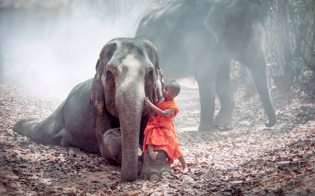 ramblingsloa's tweet photo. Be kind whenever possible.
It is always possible.

Dalai Lama 
Pic Jakkree Thampitakkul https://t.co/2hHBxXuP9U