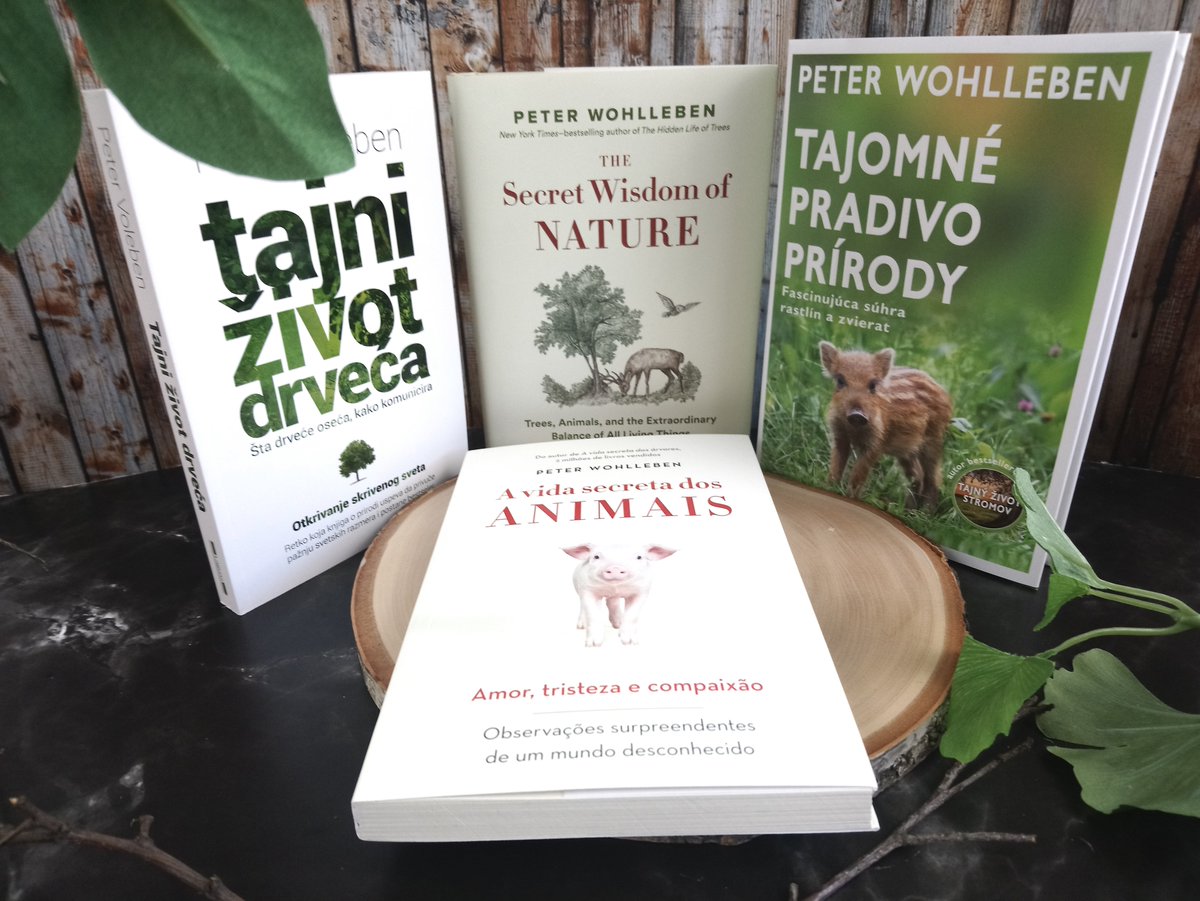 randomrights_de's tweet photo. NEWLY ARRIVED #booksintranslation 🇷🇸🇧🇷🇸🇰🇨🇦
@PeterWohlleben
Das geheime Leben der Bäume (@IPLaguna, Serbia)
Das Seelenleben der Tiere (@sextante, Brazil)
Das geheime Netzwerk der Natur (@Slovtatran, Slovakia // @greystonebooks, Canada)
#nature #HiddenLifeofTrees #booksconnect https://t.co/CG7FnVklWq