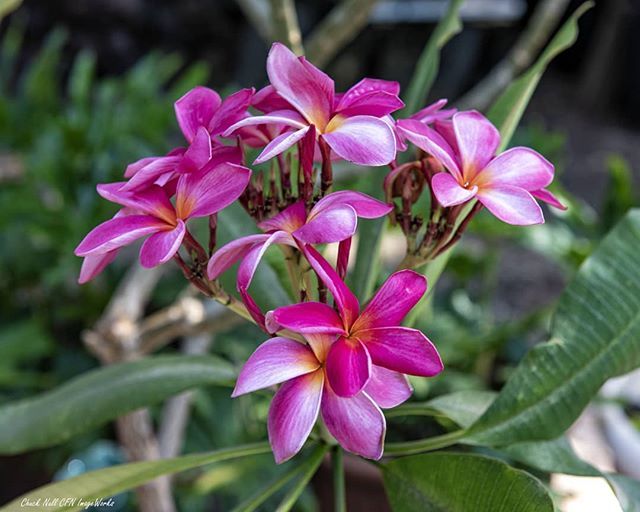 FreeInSoCal's tweet photo. Some #backyardart today #cfnimageworks #naturephotography #flowerphotography #flowers #nikon #nikfilter https://t.co/Nd1fwwLJOA