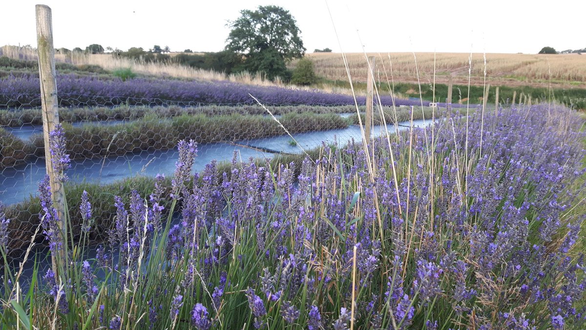 lavanda_mia's tweet photo. Our life's work with healing #lavender https://t.co/lbcOXeXvBA