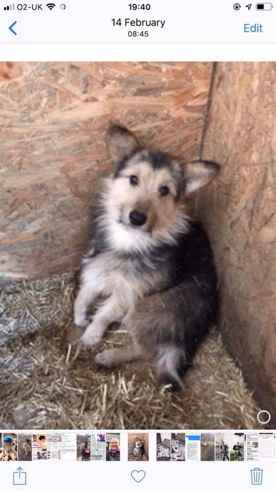 MissingPetsGB's tweet photo. 🐕 BILL #sighted last night at 9pm between land rover &amp; renewal church . Anyone in that area please please check your gardens
#BringBillBack
Bill was spotted 3 times Monday night.
1. 7pm Cov Rd McDonalds Sheldon
2. 9.50 Lincoln Road North, Olton
3. 11.00 Richmond Road, Olton https://t.co/oREAmKVzr0