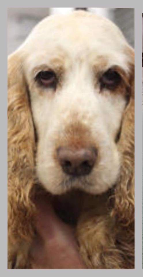 MissingPetsGB's tweet photo. 🐕 UPDATE DAY 41 - TILLY STILL MISSING😞
Potential Sightings of ‘Tilly’ are trickling in from all over the area- one being just yesterday in the #Bircham area.
REMEMBER *SEE/SNAP/SEND*
DO NOT try to chase/grab/follow her. If she starts to feel ‘hunted’ she will move on again! https://t.co/F5CNLCcOu3