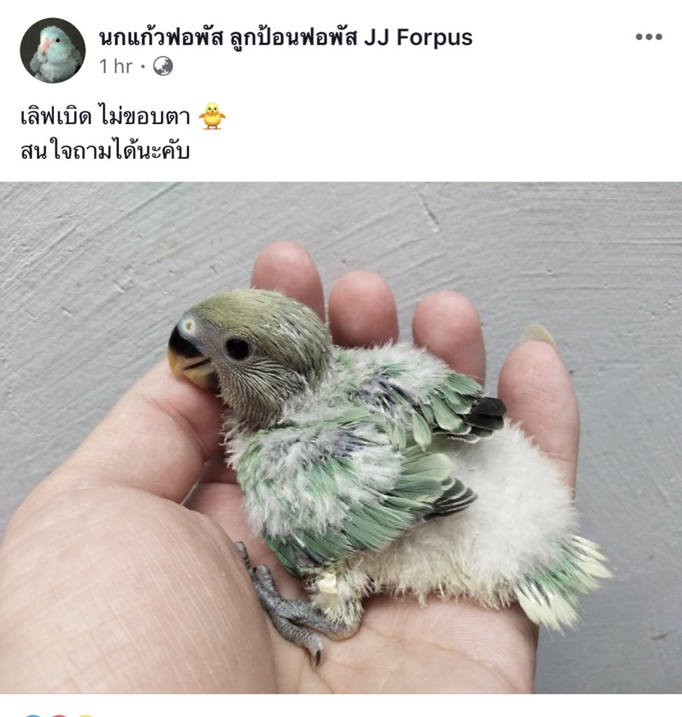 เพลิน tweet media