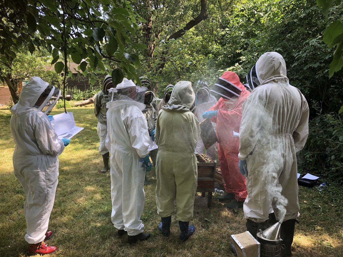 NatDip in Beekeeping tweet media