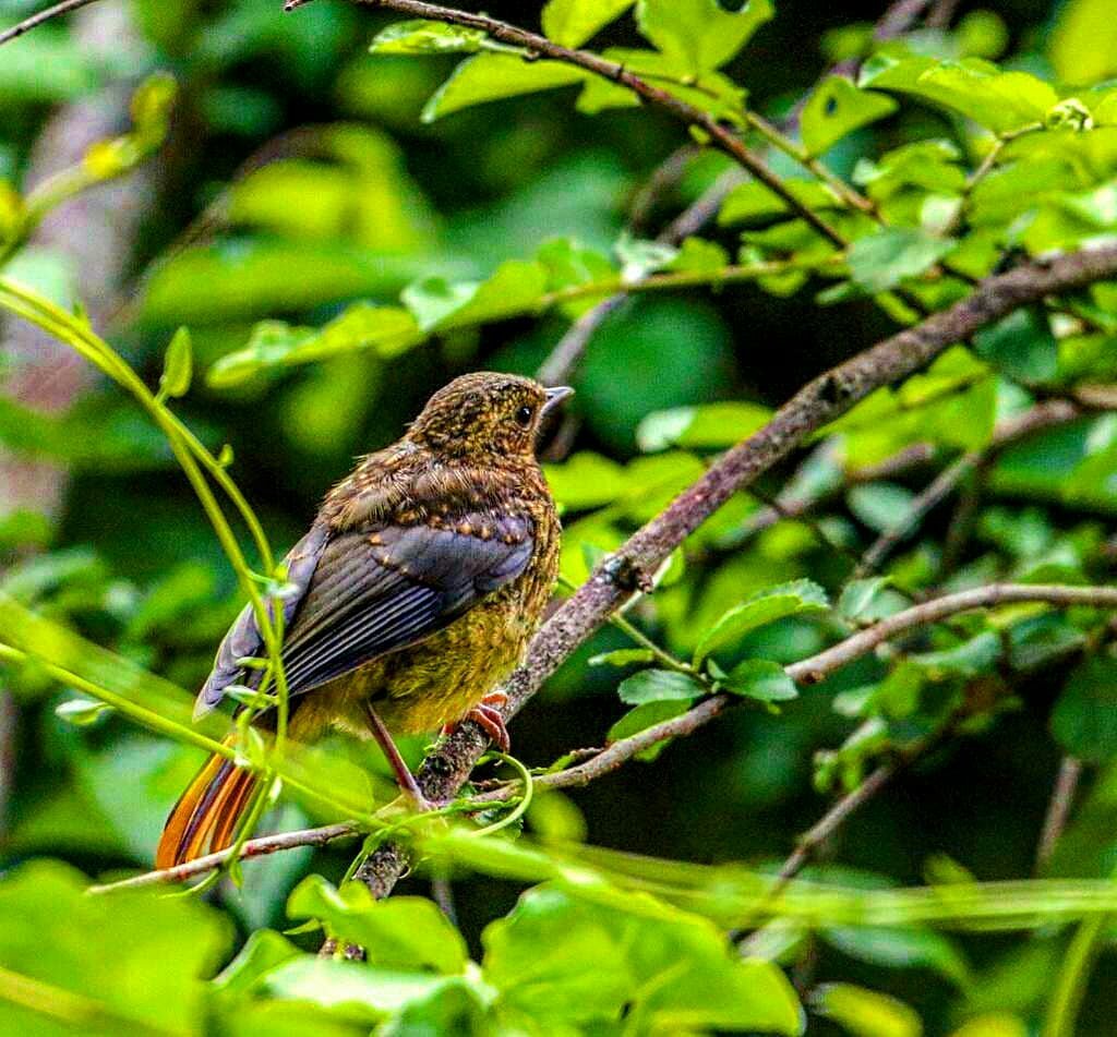 MugieConserve's tweet photo. We have 300+ #bird species residing at Mugie both indigenous and migratory!
π· #JoshPerrett
#birdwatching #birder #birdfacts #birds #birdlife #birding #birdwatcher #Ornithology #birdphotography #WhyILoveKenya #magicalkenya #safari #planetbird #birdlovers #naturelovers https://t.co/OyVCIcjAcO