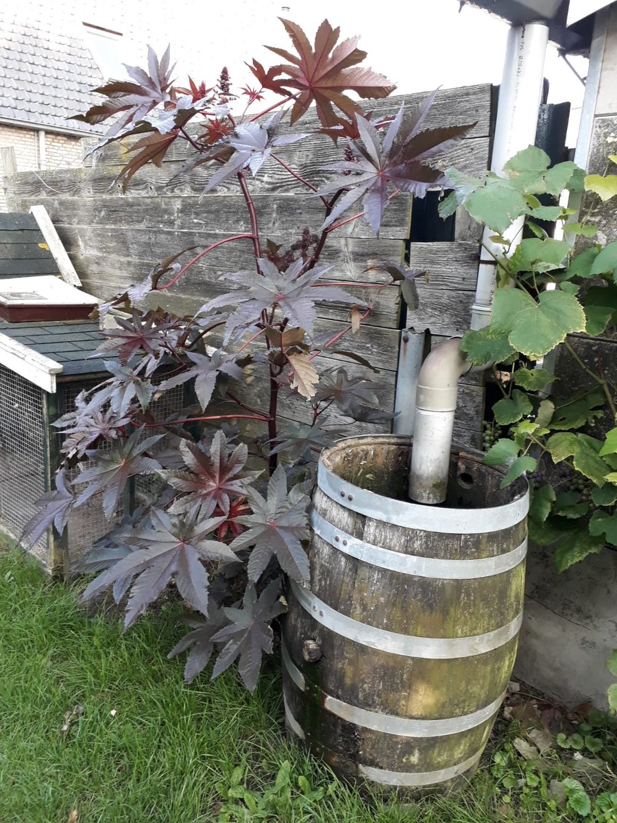 Een pracht exemplaar in Maasland.