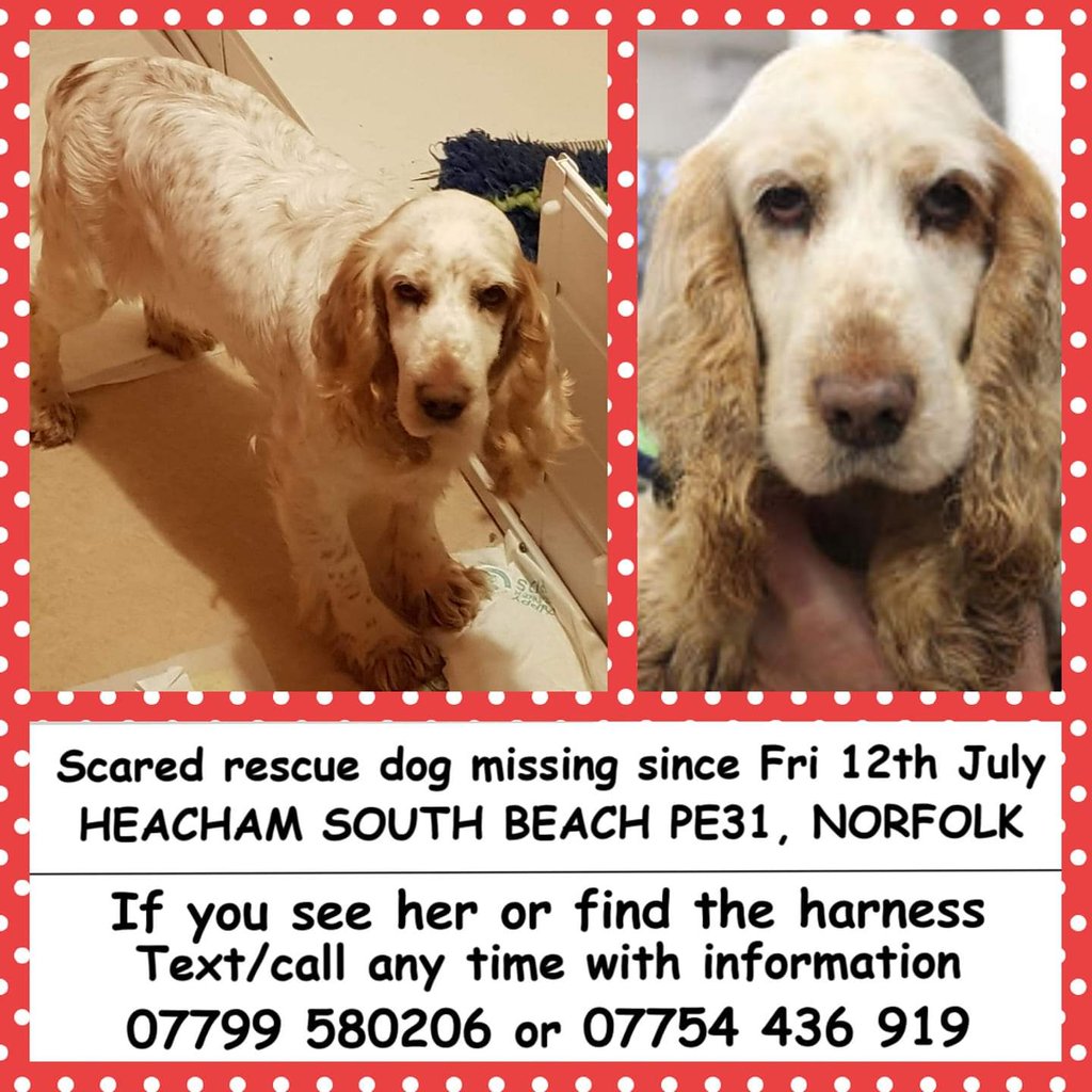 MissingPetsGB's tweet photo. 🐕 UPDATE DAY 41 - TILLY STILL MISSING😞
Potential Sightings of ‘Tilly’ are trickling in from all over the area- one being just yesterday in the #Bircham area.
REMEMBER *SEE/SNAP/SEND*
DO NOT try to chase/grab/follow her. If she starts to feel ‘hunted’ she will move on again! https://t.co/F5CNLCcOu3