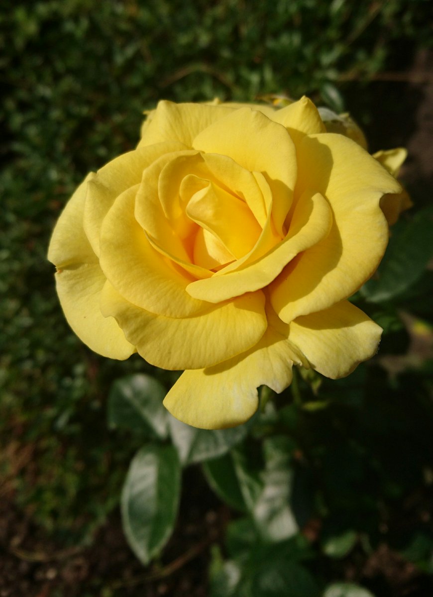 Off on a Yorkshire adventure today, more tomorrow.... 
#morning #sunnystart #alltheyellow #rosefornoreason #flowersoftwitter #happydays #perksofthejob #teamfisher #countrylife #exploreyorkshire