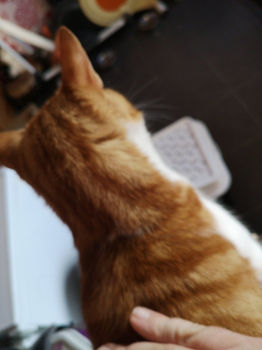 MurphyTCat's tweet photo. Ai luvs mai morning fusses! Dad sez ai sound laik an idling car wen ai purr #LoudPurr #HappyKitteh #CatsOfTwitter https://t.co/14fTR5NwOT