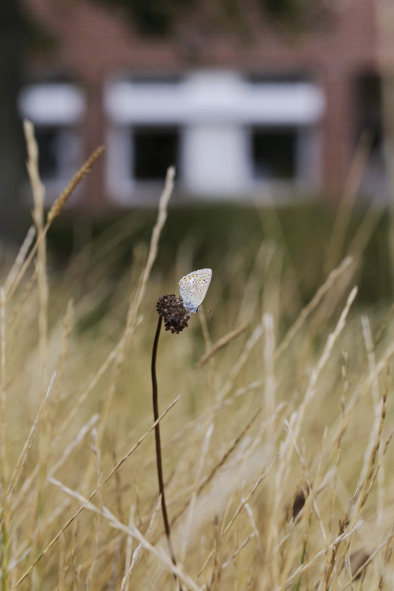 SEGES Natur tweet media