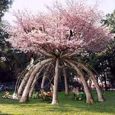 TreesUnique's tweet image. #trees to buy contact 04066666622