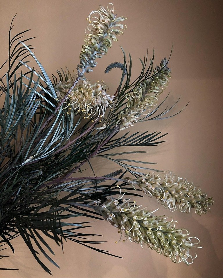 G R E V I L L E A - What a stunning contrast of muted tones this beauty has! #grevillea #forest #evergreen #floweringplant