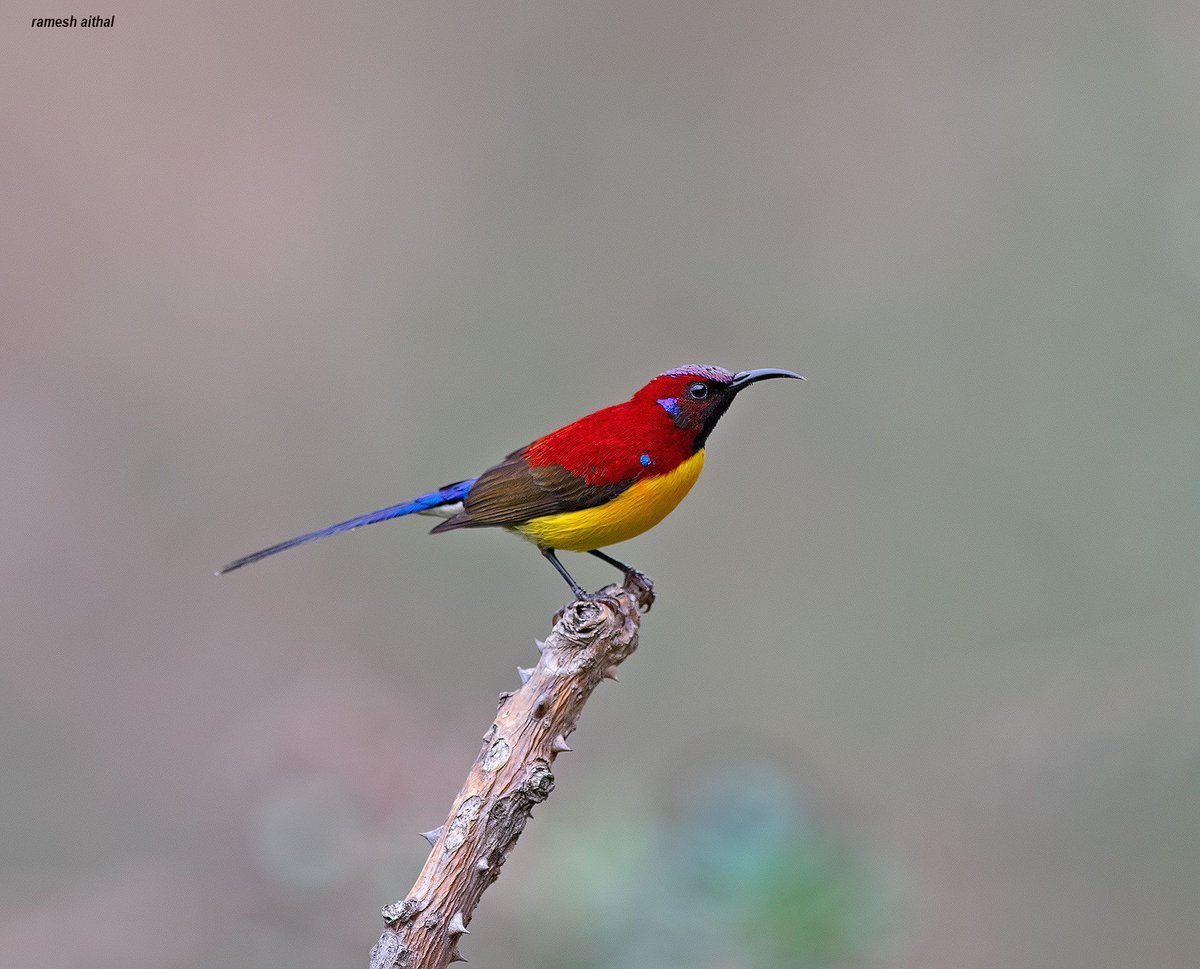 wildbird sunbird