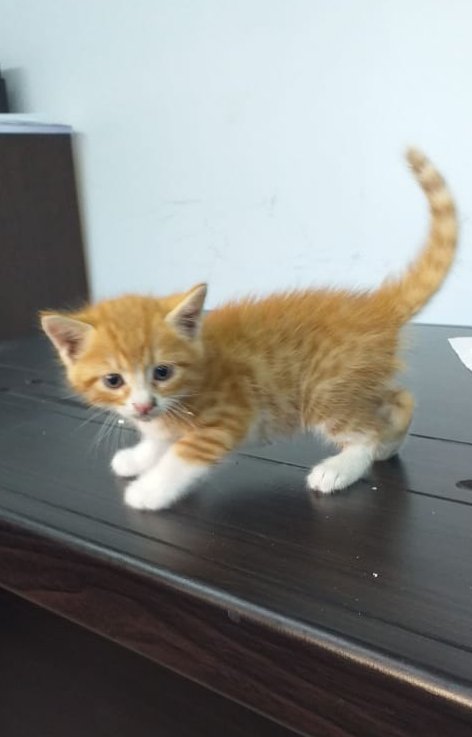 pierrebbbeirut's tweet photo. This little #kitten founded in Awkar main street alone scared and hungry, people and cars passing by with not even single reaction, do you think anyone in this #fkng society / community cares? the answer is #NO, and here we start the day. . https://t.co/GE3KNB3vPJ