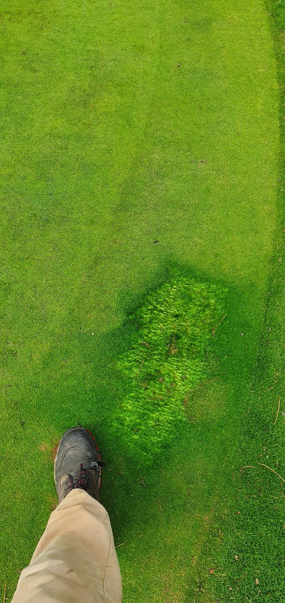 turfcare1's tweet image. Crystal Bluelinks doing what Crystal Bluelinks does on a worn area on short game green @ Aldwickbury Park.  Great photo @craigbetts54 looking good.
@T2GTurfGuy 
@T2GBentgrass 
#gamechanger
#fastfastfast
