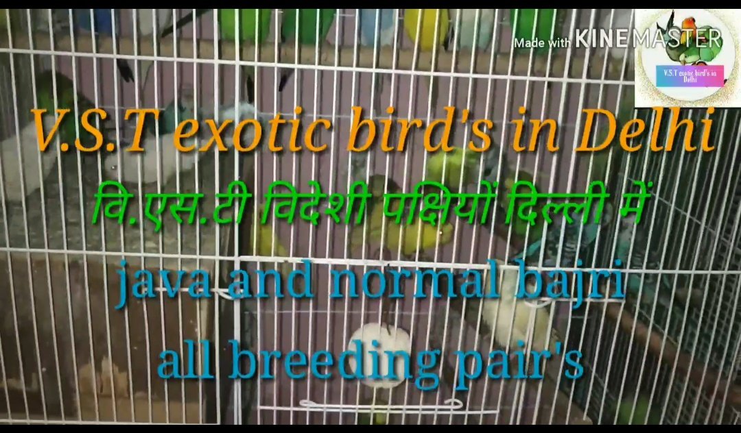 VSTexoticBirds1's tweet photo. https://t.co/v00oY6NXxs https://t.co/4clYixVbEW