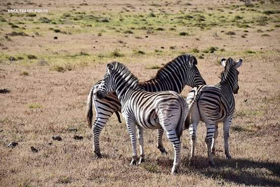 dagmar_roscher's tweet photo. Some "Donkeys in Pyjamas" - Zebras in Addo Elephant Park. German Translator on Safari. Eastern Cape. South Africa. @SANParksAENP | Deutsche Übersetzerin auf Safari. #DonkeysInPyjamas #Zebras #Addo #AddoSafari #GermanTranslator #SafariTranslator #Übersetzerin #SafariÜbersetzerin https://t.co/TvcqrfbhHJ