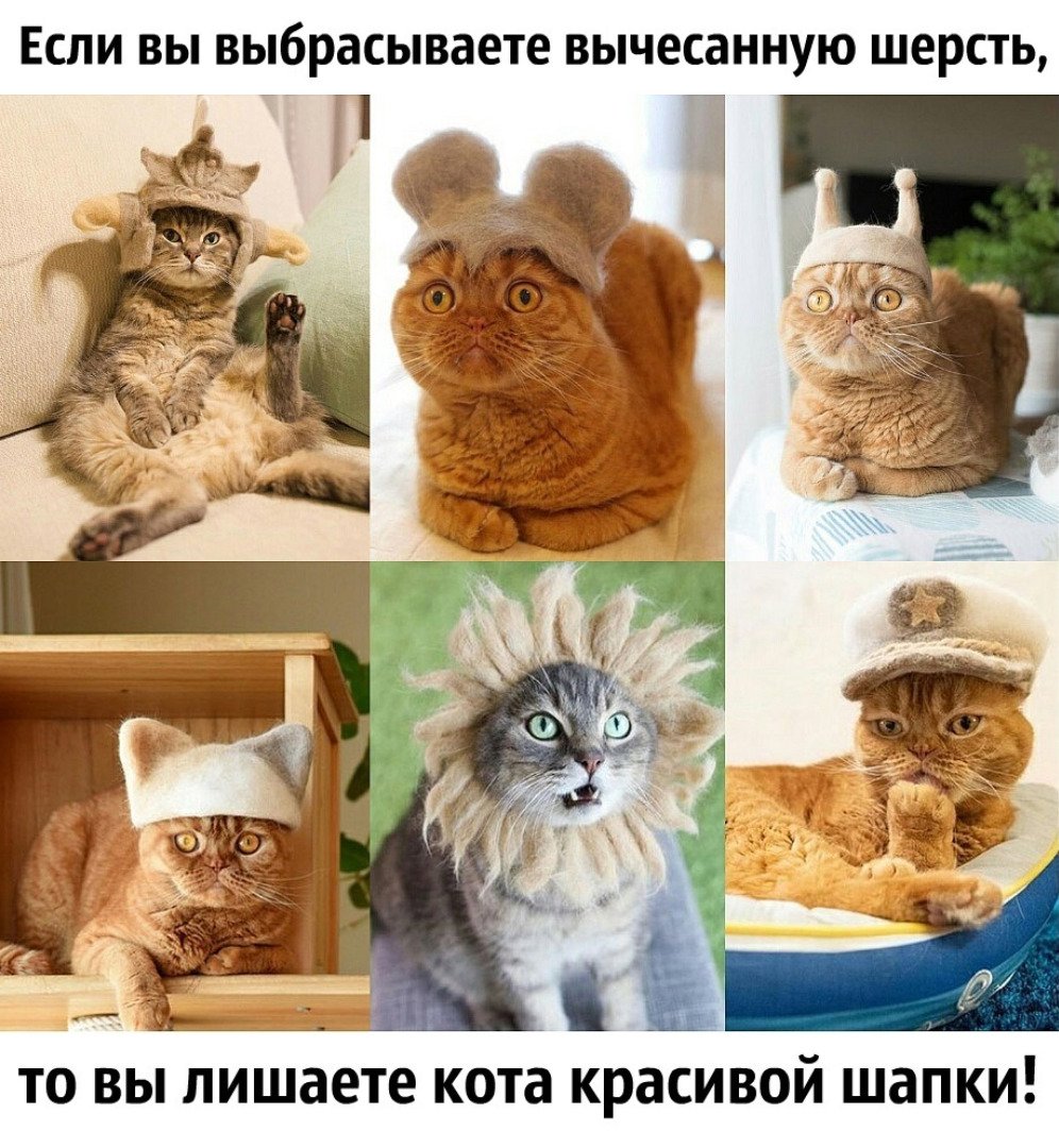 Кот в шапке Мем