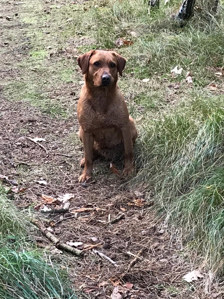 SGundogs's tweet photo. Remaining partridges delivered, looking forward to the season starting #whatabackdrop https://t.co/ExQ49rwDAd