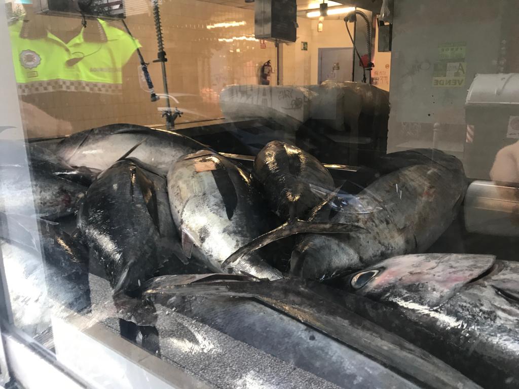 VG_Policia's tweet image. #Decomisados 120 kg de bonito en una pescadería. Rotura de cadena de frío, al ser transportados en remolque de perros, y no en vehículo isotermo refrigerado. Detectados por agentes en una infracción de estacionamiento. Solicitada la intervención de personal veterinario del Ayto.