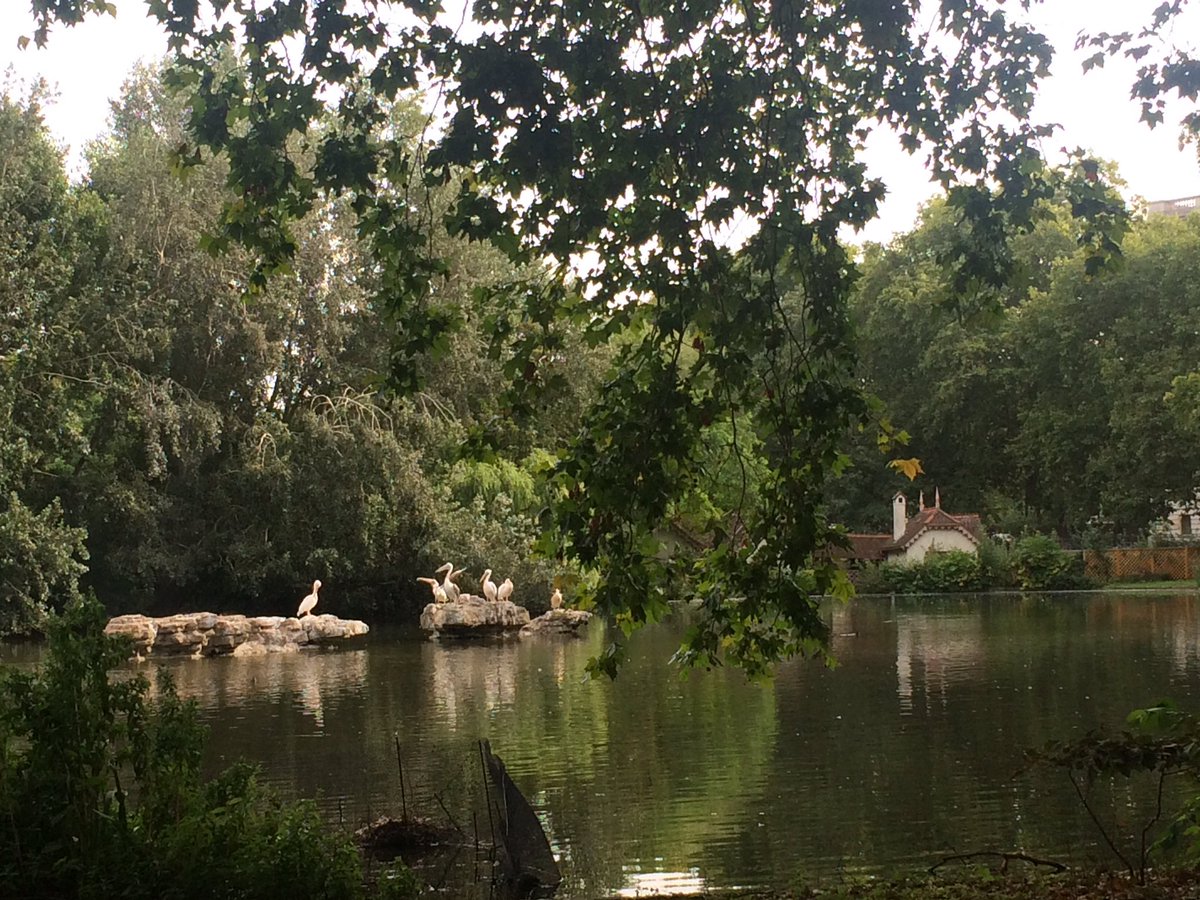 wildethingpr's tweet photo. #Breakfast #cappuccino in #StJamesPark @theroyalparks Taking a moment to enjoy our #British #summer while mindful of the moorhens scanning for crumbs #prom35 on the headphones 🎧 #yogainthepark #soldiers on a run🏃and breathe! #pelicans @horseguardsLDN https://t.co/0VqTYid7Q3