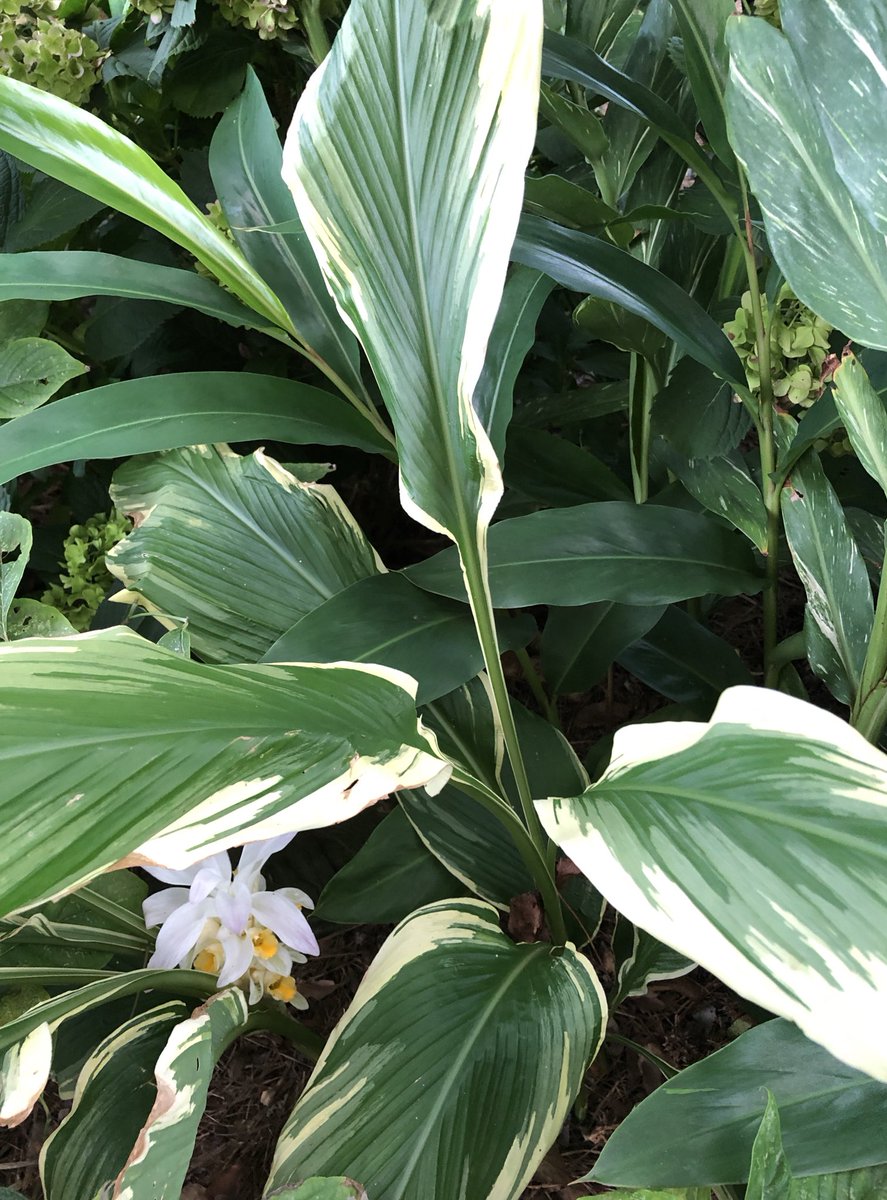 ilenagm's tweet photo. #Ginger #VarigatedPlants #Gardening #Summergarden #WednesdayMotivation While it is typically a later blooming ginger, Curcuma longa snowdrift is so worth the wait. I’ve had this beauty for four years now and absolutely love the varigated foliage and beautiful hidden blooms. https://t.co/wbEZWcX3FB
