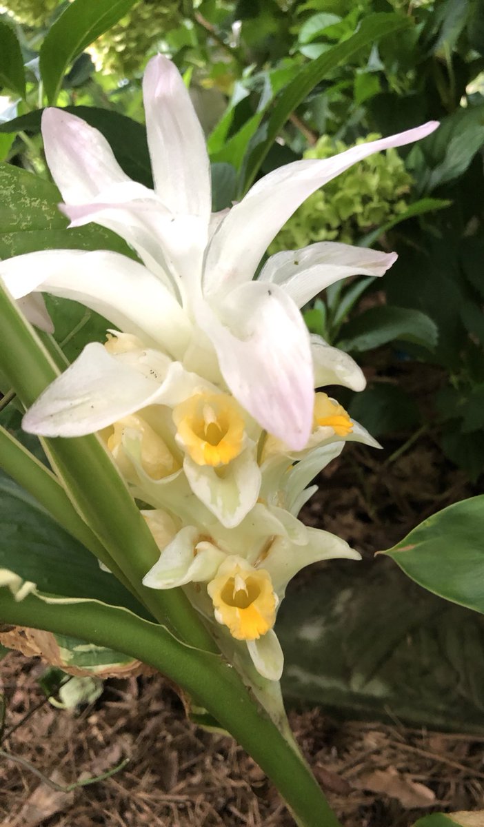ilenagm's tweet photo. #Ginger #VarigatedPlants #Gardening #Summergarden #WednesdayMotivation While it is typically a later blooming ginger, Curcuma longa snowdrift is so worth the wait. I’ve had this beauty for four years now and absolutely love the varigated foliage and beautiful hidden blooms. https://t.co/wbEZWcX3FB