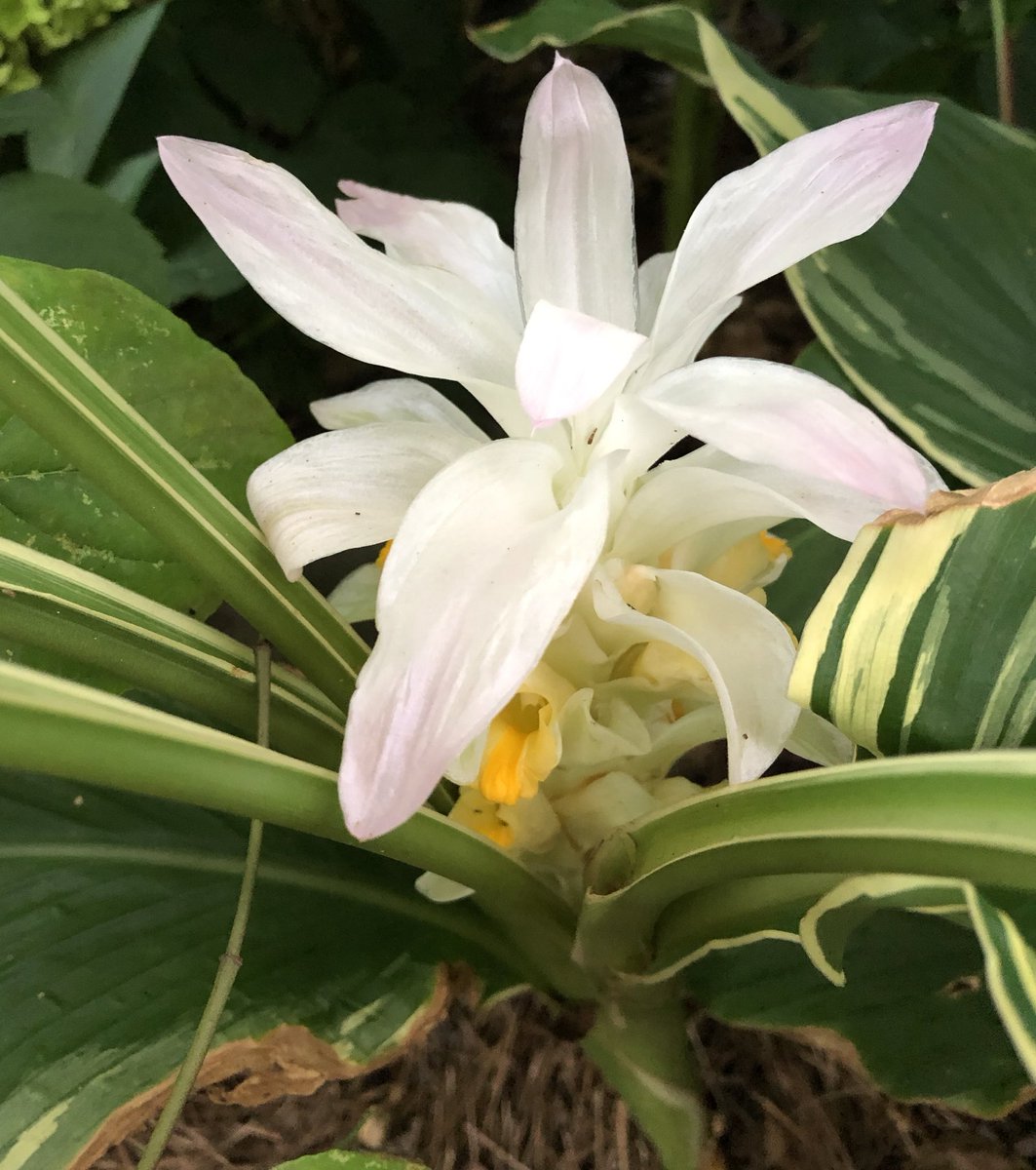 ilenagm's tweet photo. #Ginger #VarigatedPlants #Gardening #Summergarden #WednesdayMotivation While it is typically a later blooming ginger, Curcuma longa snowdrift is so worth the wait. I’ve had this beauty for four years now and absolutely love the varigated foliage and beautiful hidden blooms. https://t.co/wbEZWcX3FB
