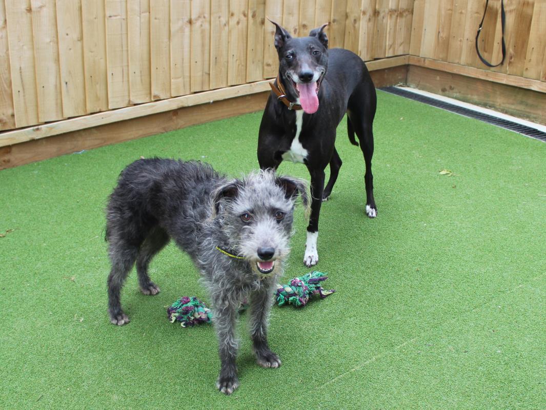 DogsTrust's tweet photo. Meet Maggie and Jip! 😍

These two do everything together &amp; would love to find a home to share 🐶 Maggie is the energetic one, she loves to play and do zoomies, before snuggling up with Jip for a snooze 💤

Maggie and Jip are at Dogs Trust Newbury 👉https://t.co/xngODTJkBl https://t.co/UPsAvXlotT
