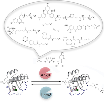 ChemBioChem's tweet photo. Exploring the substrate scope of the bacterial #phosphocholine #transferase AnkX for versatile protein #functionalization (Hedberg @UmeaUniversity) https://t.co/ECxCV6fCa2 https://t.co/zk3AGQITuJ