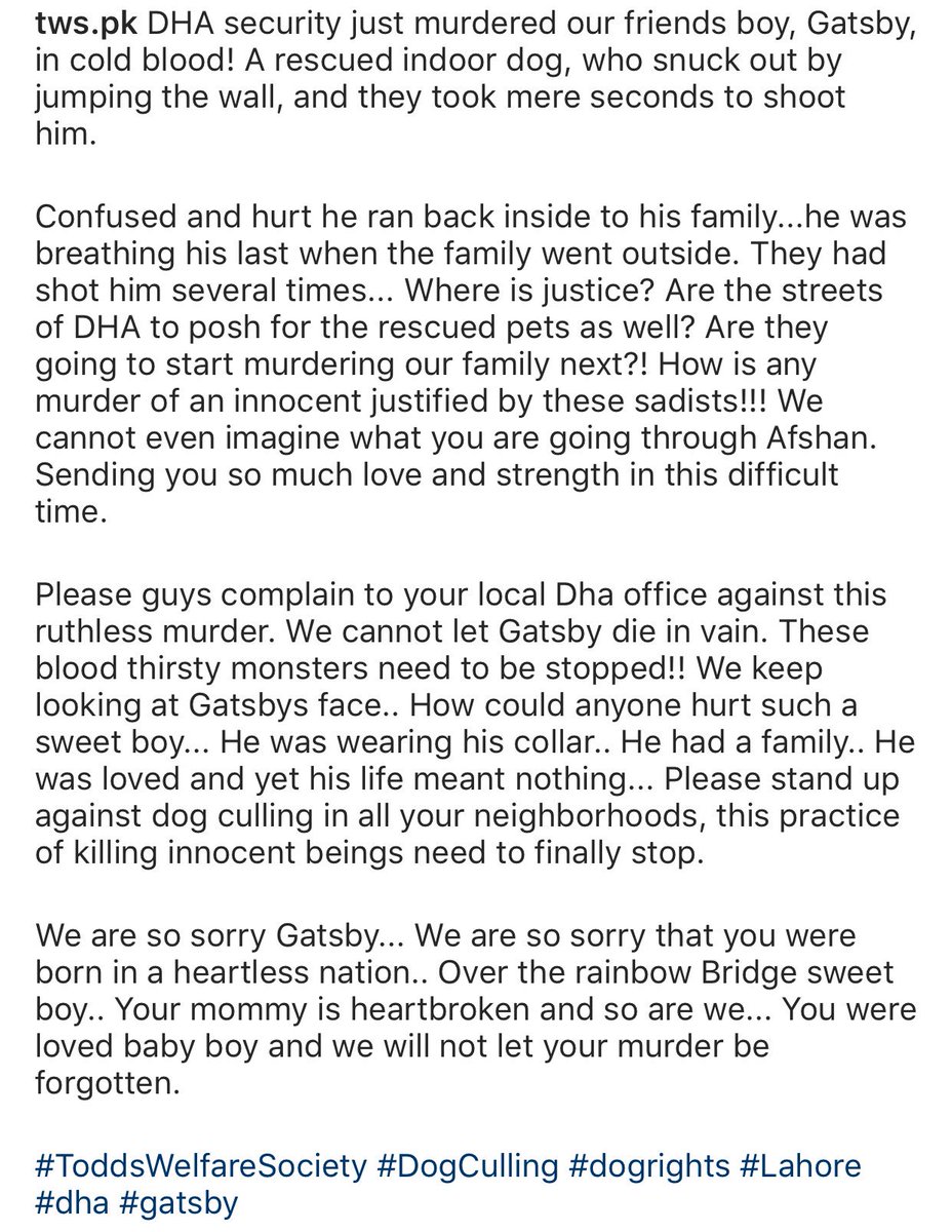 Hmansoor's tweet photo. #LAHORE:DHA shot and killed Gatsby, a collared pet dog, for being outside his house. Tag your lawmakers, write letters, tweet about it. #StopDHA https://t.co/g4ZfPW9QPO