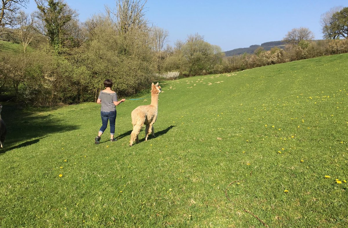 Camping_Direct's tweet image. Located in the heart of the Cothi Valley, Brechfa Glamping is ideal for families, walkers, cyclists &amp;amp; those simply looking to get away from it all.
camping-directory.uk/3151
#Tirbach #Brechfa #Carmarthenshire #Wales #CothiValley #Alpacas #Holiday #Glamping #Outdoors