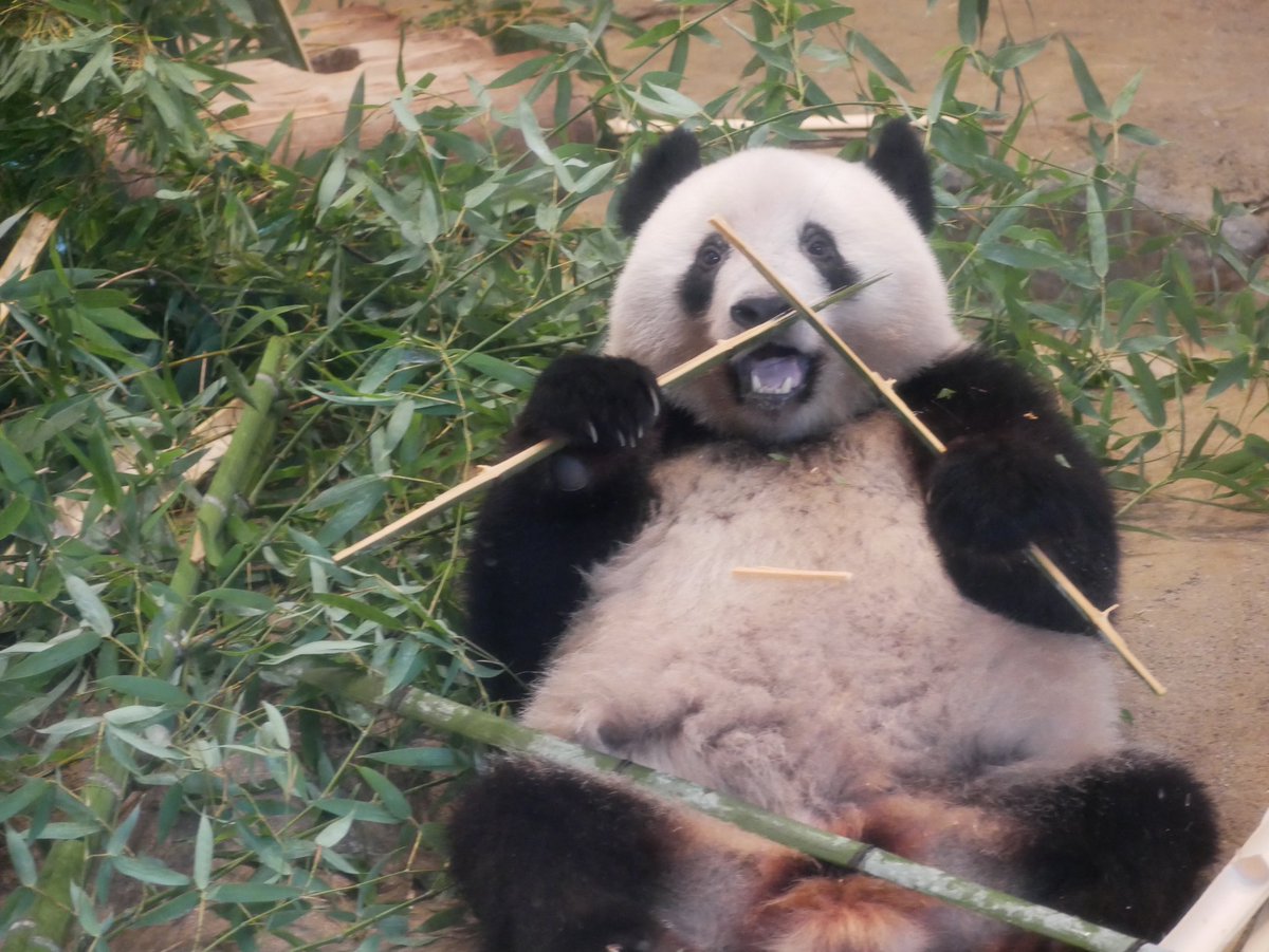 🏝今日の上野パンダズ🐼❤️🏝② 今日初めて正面を向いてくれた シャン