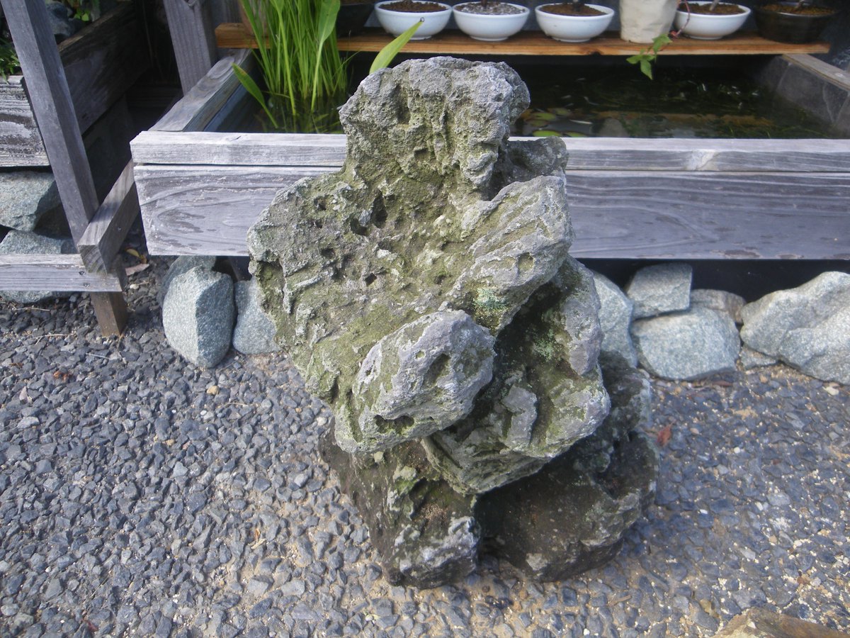 メダカの大工 溶岩石 を使って小さな鉢を製作しました マイナスドライバーで簡単に削ることができました 赤玉土の極小粒と腐葉土で今シーズンに発芽したもみじを植え付けました 乾き具合を見て鉢の形状を改善します メダカの ビオトープに自然な雰囲気で メダカの大工 溶岩石 を使って小さな鉢を製作しました マイナスドライバーで簡単に削ることができました 赤玉土の極小粒と腐葉土で今シーズンに発芽したもみじを植え付けました 乾き具合を見て鉢の形状を改善します メダカの ビオトープに自然な雰囲気で