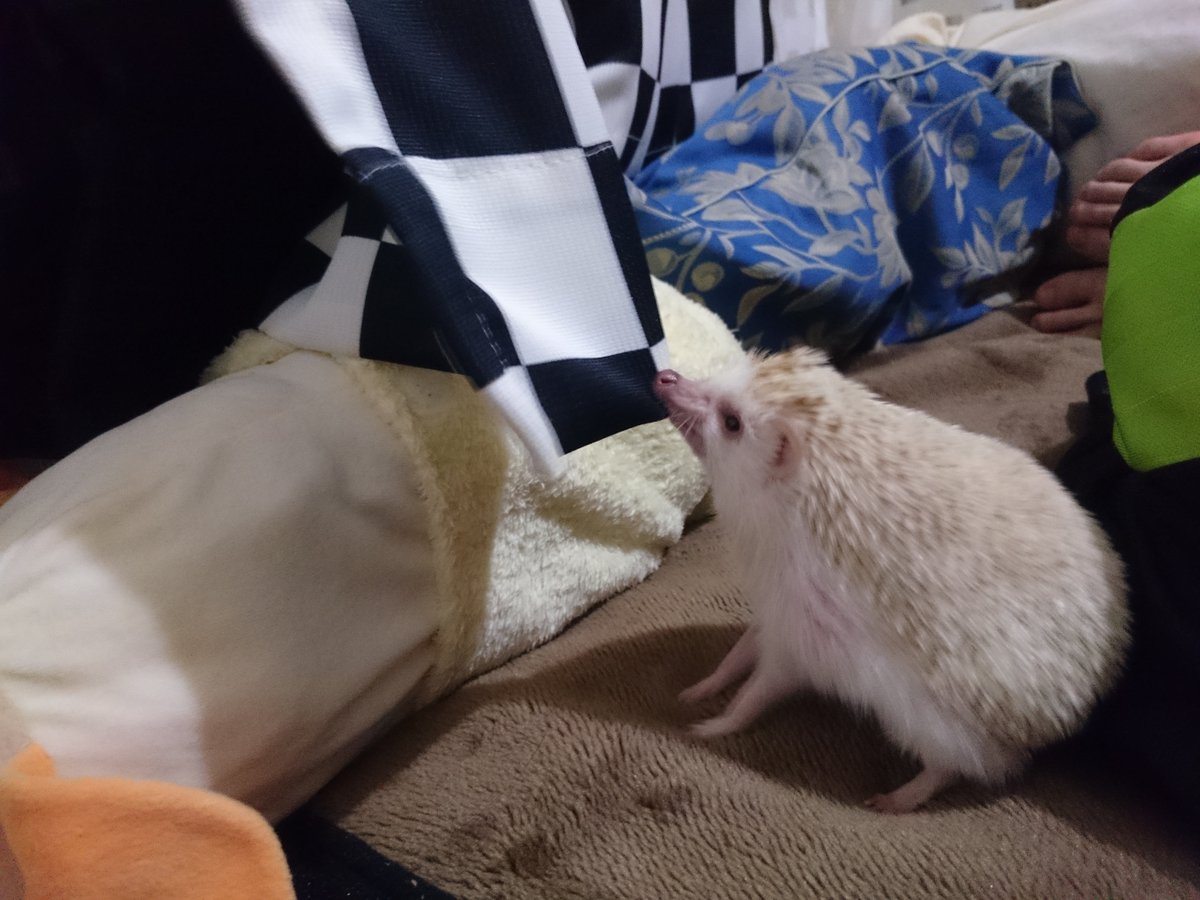 きり。 tweet media