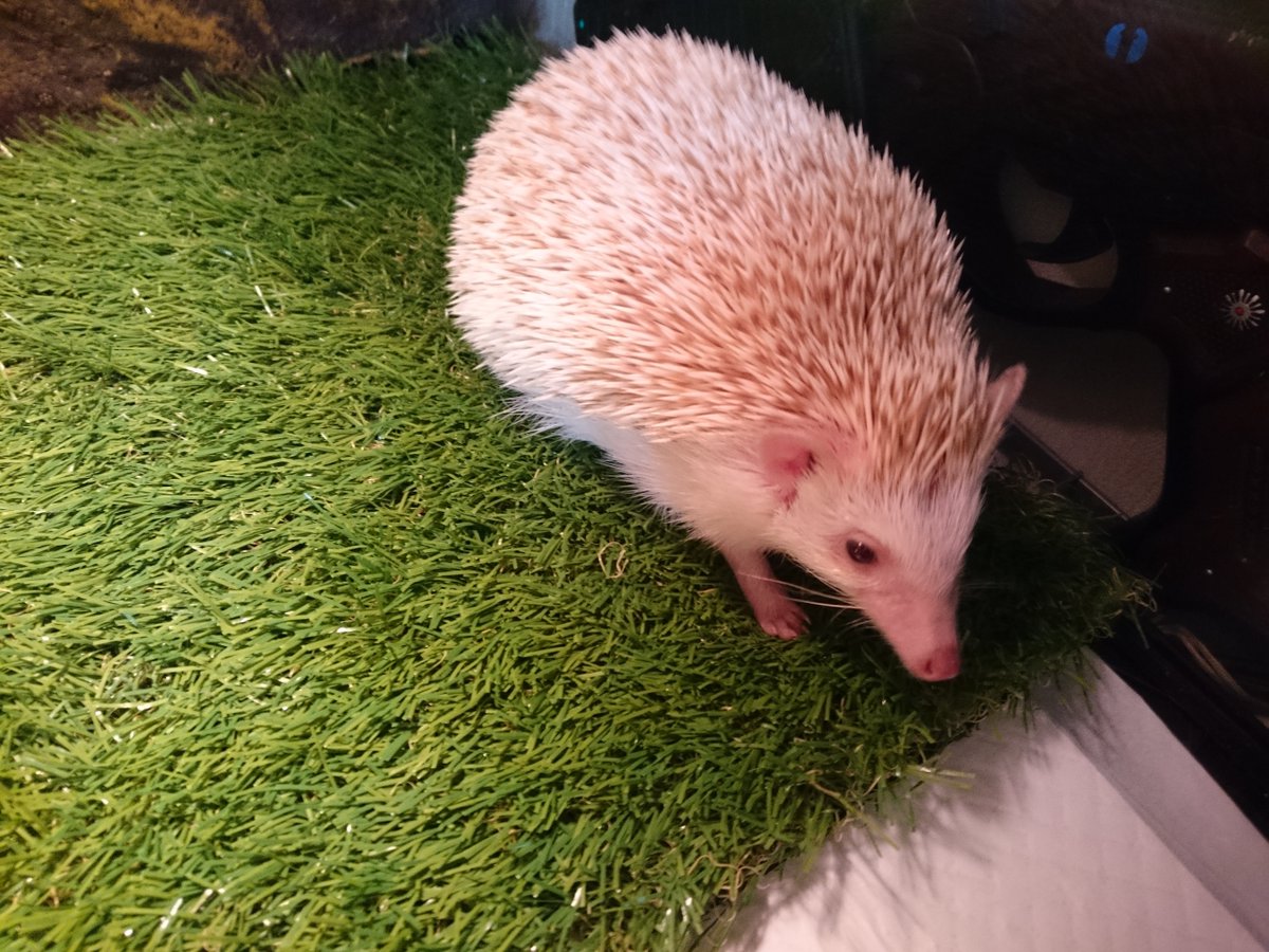 きり。 tweet media