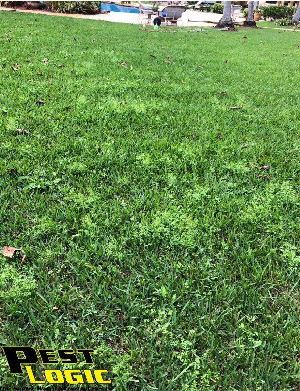 Pest_Logic's tweet image. The best time to tackle weeds is before they sprout. We can help you with that! Learn more  here zcu.io/YzSD  and contact us today! (954) 316-6400

#WeedControl #PreemergentHerbicide #PestLogic  #SouthFlorida #PestControl #LawnAndOrnamental #ShopLocal
