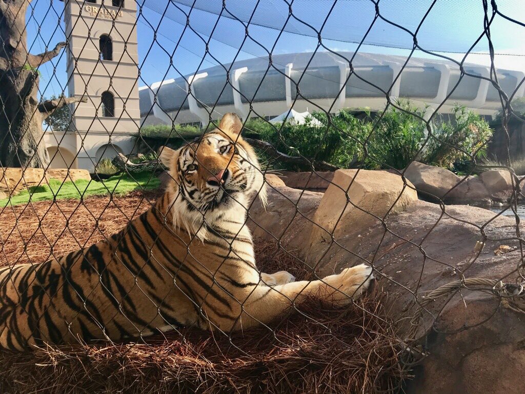 Tigers, you complete me.
