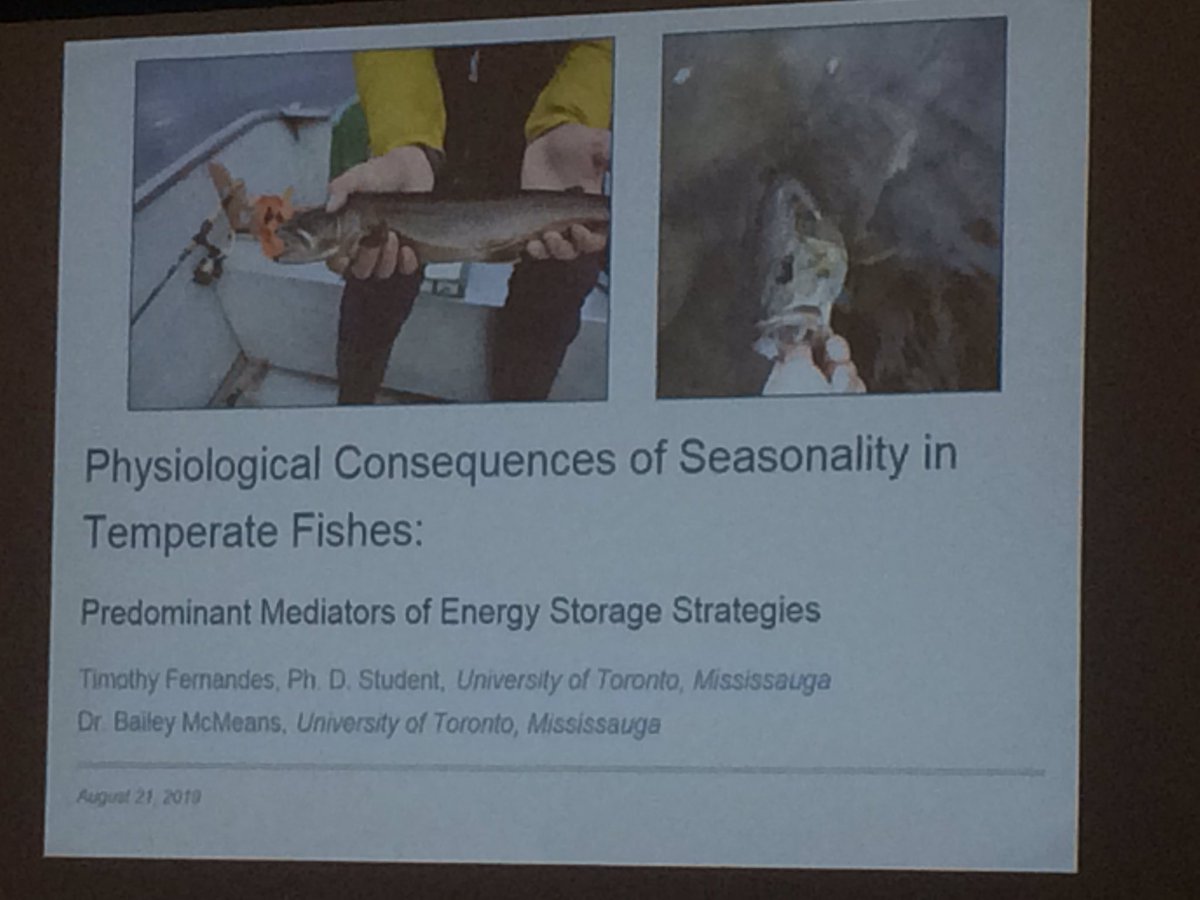 “Ecologists are a little afraid of the cold” Timothy Fernandes calls for more winter data collection while discussing changes in fat storage and body size in fish across seasons #EcoEvoEnto2019 #CSEE2019